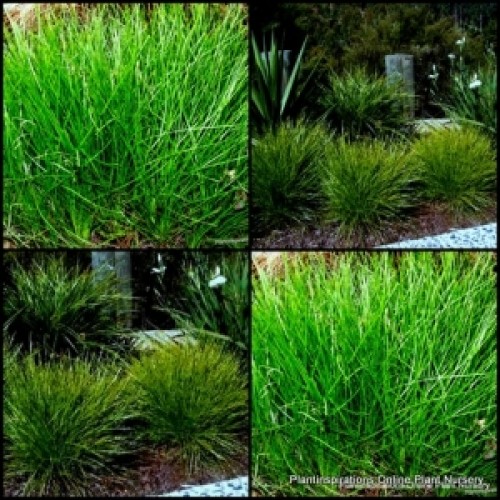 Lomandra Little Con x 1 Plants Hardy Dwarf Native Grasses Plants Border Hardy Grass Drought Frost conferta  Cream Yellow Flowering 