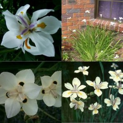 Dietes Fortnight Lily x 1 Plant Flowering Grasses African Iris Pots Shade Hardy Drought Frost Grass Cottage Garden Plants iridioides
