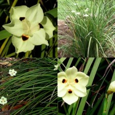 Dietes Bicolor x 1 Plant Spanish African Iris Fortnight Lily Yellow Flowering Hardy Grasses Border Frost Drought Tough Plants