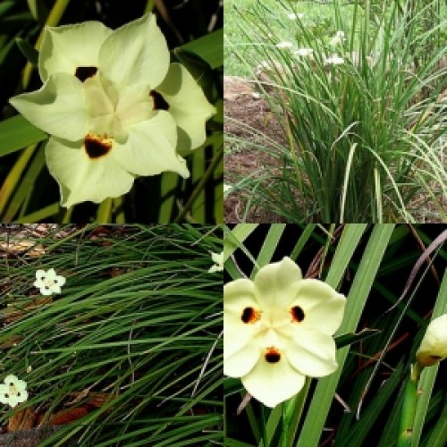 Dietes Bicolor x 1 Plant Spanish African Iris Fortnight Lily Yellow Flowering Hardy Grasses Border Frost Drought Tough Plants