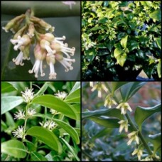 Sweet Box x 1 Plant Sarcococca confusa Shade Hedge Plants Scented Flowers Hedge Garden Bonsai Scented  White flowers Flowering