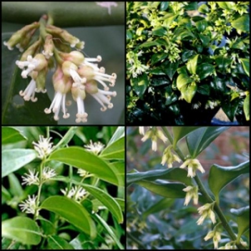 Sweet Box x 1 Plants Shade Hedge Scented Fragrant White Flowers Garden Flowering Sarcococca confusa