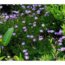 Brachyscome Break O Day Daisy 1 Plants Blue Swan River Cut Leaf multifida