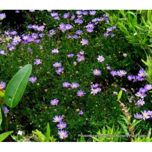 Brachyscome Break O Day Daisy 1 Plants Blue Swan River Cut Leaf multifida