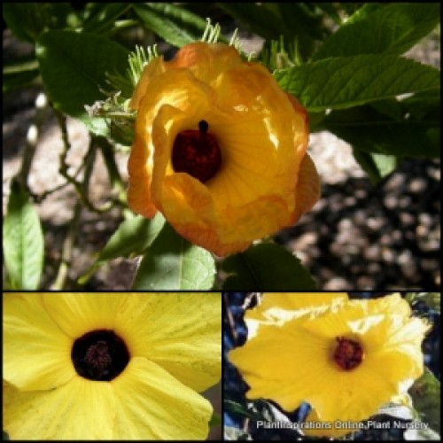 Native Hibiscus heterophyllus Yellow 1 Plants Flowering Shrubs