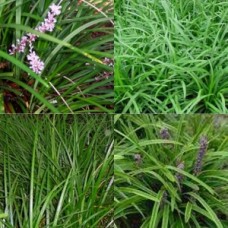 Liriope Evergreen Giant x 1 Plant Lily Turf Grasses Strap Foliage Lilac Mauve Purple Flowering Plants Hardy Grass Frost Lilly muscari
