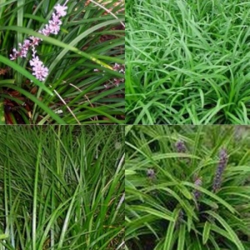 Liriope Evergreen Giant x 1 Plant Lily Turf Grasses Strap Foliage Lilac Mauve Purple Flowering Plants Hardy Grass Frost Lilly muscari