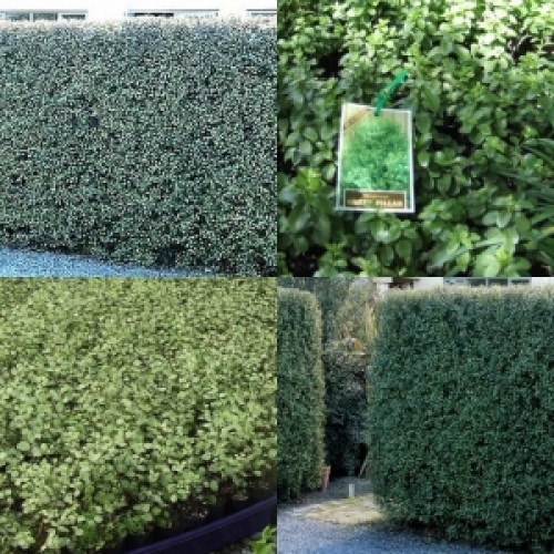 Pittosporum Silver Sheen x 5 Plants Fast Growing Hedge Screen Hardy Hedging Privacy Screening Border Trees tenuifolium