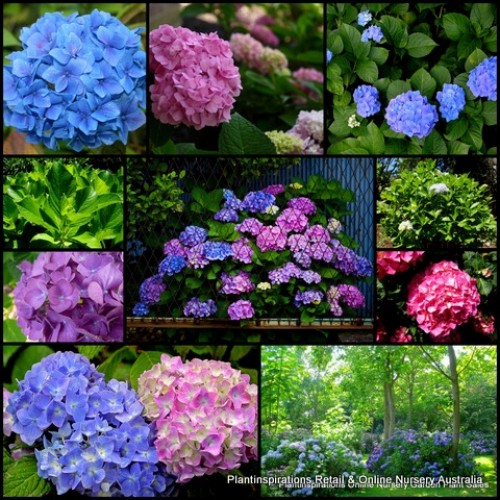 Hydrangea Mixed x 6 Plants 3 Types Random Pack Mophead Lacecap Pink Blue Mauve Flowering Shade Shrubs Plants Cottage Garden macrophylla serrata