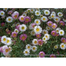 Seaside Daisy x 1 Plants Profusion Groundcover Hardy White Pink flowering  Erigeron karvinskianus Mexican Fleabane Daisies Hanging Basket Flowers