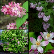 Deutzia Magicien x 1 Plants Pink Flowers Deciduous Garden Shrubs Hedging Border Bird Attracting Flowering Magician hybrida Cottage pot