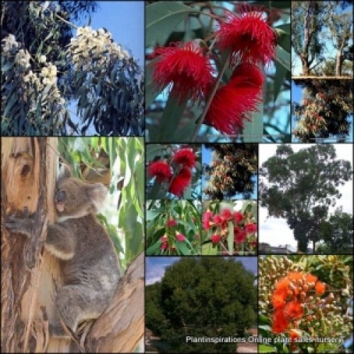 Eucalyptus Mixed Pack x 10 Gum Trees Random 4 Types Native Plants Fast Growing Bird Attracting Evergreen Firewood Hardy Drought Frost Tough