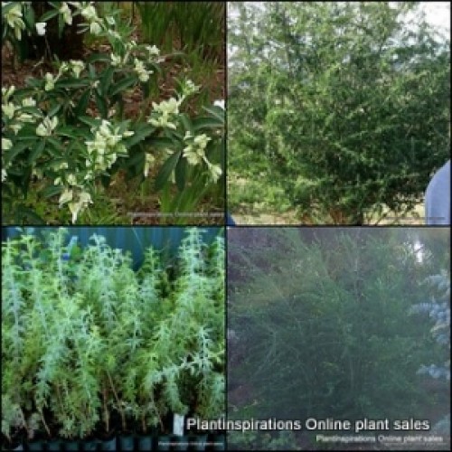 Tree Lucerne 1 Plants Tagasaste Fodder Shrubs Chamaecytisus palmensis