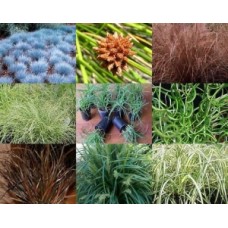 Grasses Mixed x 30 Random Plants x 6 Types Native Flax Liriope Lomandra etc Strap Leaf Foliage Hardy Grass Border Rockery Patio Balcony Courtyard