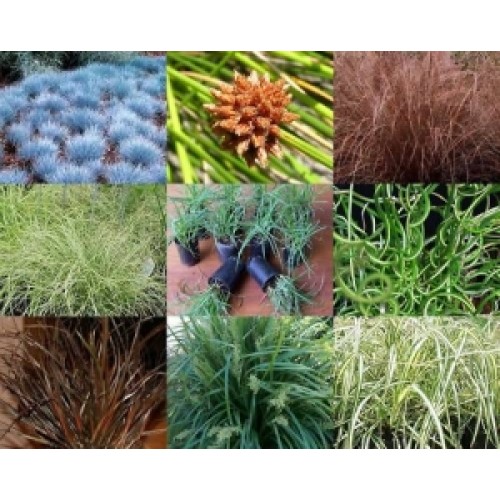 Grasses Mixed x 30 Random Plants x 6 types Native Flax Liriope Lomandra etc Strap Leaf Foliage Hardy Grass Border Rockery Patio Balcony Courtyard