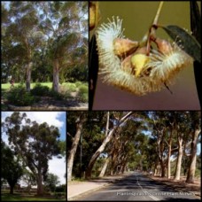 Eucalyptus Sugar Gum 1 Plants Native Trees cladocalyx