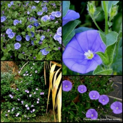 Convolvulus mauritanicus Purple Runner x 1 Full Moon Plants Groundcover Hardy Mauve Purple Flowering Cascading Rockery