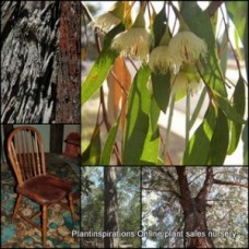 Eucalyptus Ironbark x 1 Plant Gum Trees Australian Native Plants Firewood Timber Iron Bark Yellow Flowering Hardy tricarpa