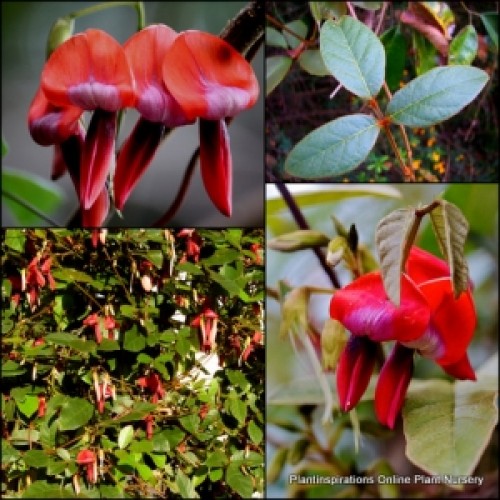 Kennedia Dusky Coral Pea x 1 Plants Red Kennedy Pea Climbing Vines Native Garden Climbers Flowering Hardy Drought Shrubs rubicunda