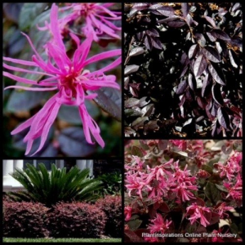 Loropetalum China Pink x 1 Plants Chinese Fringe Flower Shrubs Purple Burgundy Leaves Border Hedging Bonsai chinense chinensis rubra