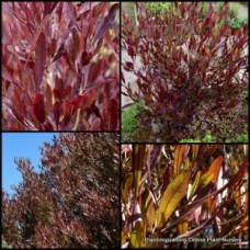 Purple Hopbush x 1 Native Shrubs Dodonaea viscosa purpurea Plants Hedge Dodonea Hardy Drought Frost Screening Hedging Screen