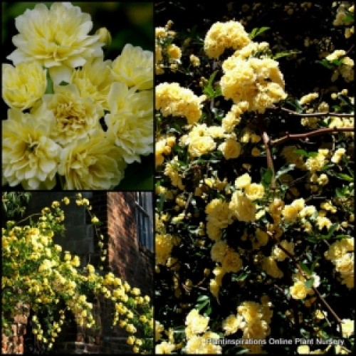 Banksia Rose Yellow x 1 Plant Flowering Climber Vine Double Flowers Rambler Cottage Garden Screening Screen Rosa banksiae lutea