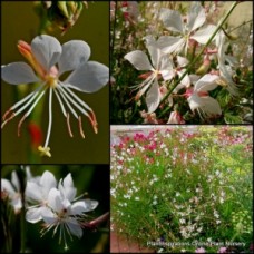 Gaura The Bride x 1 Plants Butterfly Bush White Flowering Hardy Cottage Garden Flowers Drought Frost Resistant lindheimeri