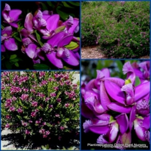 Polygala dalmaisiana x 1 Purple Flowering Sweet Pea Bush Hardy Hedge Screen Rockery Flowering Plants Shrubs Garden Balcony or Pot