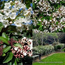 Viburnum tinus x 1 Plant Laurustinus White Flowering Hedge Screen Topiary Garden Hardy Plants Screening Hedging Privacy Border Balcony