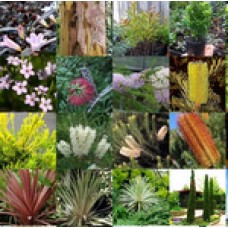 Native Plants Mixed x 100 Random Surplus Excess Stock 5 Types Garden Trees Shrubs Groundcovers Grasses Australian Hardy Tough