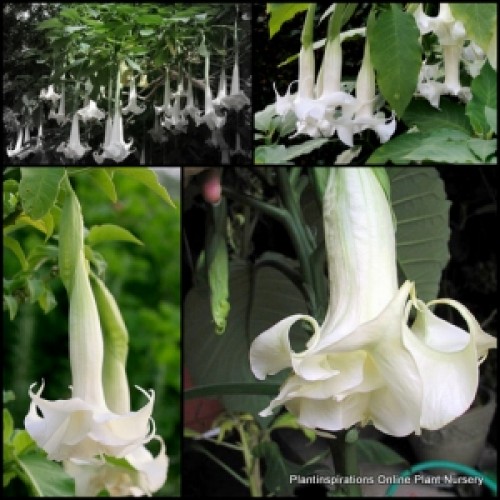 Brugmansia Double White x 1 Plants Trumpet Flowers Angels Trumpet candida Tall Shrub Small Trees Hardy sanguinea Daytura Datura flowering