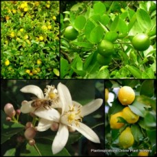 Citrus Trees x 5 Plants Mixed Pack Eureka Lisbon Meyer Lemon Tahitian Lime Fruit Fruiting Scented Flowering Herb Cottage Garden White Flowers