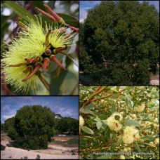 Eucalyptus Platypus x 1 Gum Trees Hardy Screening Plants Flowering Native Garden Gums Round Leafed Moort