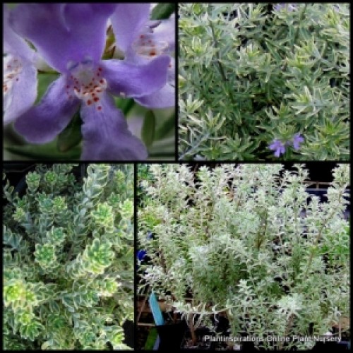 Westringia Morning Light 1 Plants Coastal Rosemary fruticosa Westringia Morning Light 1 Plants Coastal Rosemary fruticosa