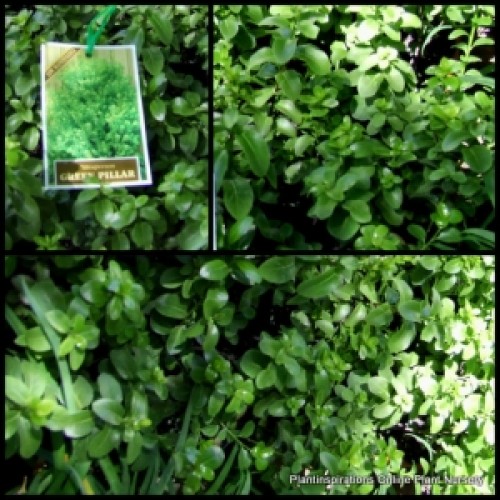 Pittosporum Green Pillar x 1 Hedge Garden Plants Screening Hedging Topiary Bonsai Hardy tenuifolium Drought Frost resistant Screening