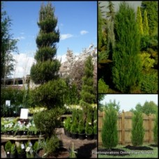 Spartan Pencil Pine 1 Plants Juniper Red Cedar Tall trees Juniperus chinensis