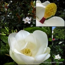 Magnolia Exmouth 1 Plants grandiflora White Flowering