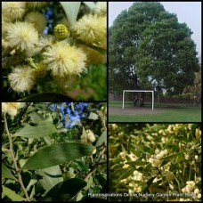 Acacia Blackwood Wattle x 1 Plant Australian Native Plants Flowering Farm Trees Screening Fast Growing melanoxylon