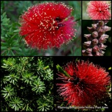 Kunzea Scarlet x 1 Plants Crimson Red Flowering Bottlebrush Callistemon Native Shrubs Plants Bird Attracting baxteri 