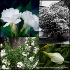 Oleander Madonna x 1 Plant Double White Flowering Plants Garden Hedging Shrubs Hardy Drought Frost Nerium grandiflorum