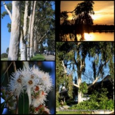 Lemon Scented Gum x 1 Plant Hardy Native Trees White Flowering Plants Gumnuts Smooth Bark Hardy Drought Fast Growing Eucalyptus Corymbia citriodora