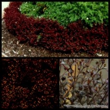 Black Stallion 1 Plants Hedging Lophomyrtus x ralphii Shrubs