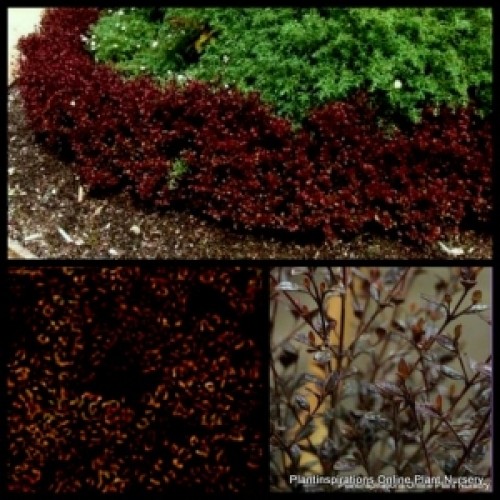 Black Stallion 1 Plants Hedging Lophomyrtus x ralphii Shrubs