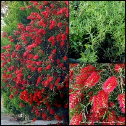 Bottlebrush Kings Park Special x 1 Plant Red Flowering Native Plants Trees Tall Shrubs Hedge Bird Attracting Hardy Drought Callistemon citrinus