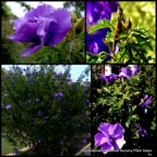 Purple Native Hibiscus West Coast Gem 1 Plants Alyogyne huegelii 
