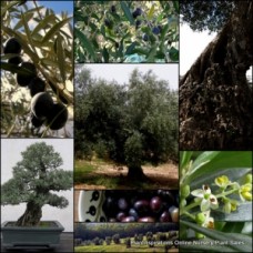 Olive Trees x 8 Plants 4 Types Fruiting Garden Plants Herbs Olives Olea europea Herb Oil Fruit Leaf Leaves Fruiting Herbal Edible