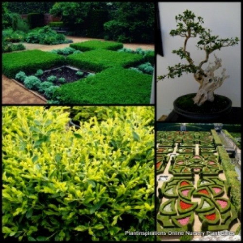 Box Hedge Korean x 1 Plant Boxwood Shrubs Plants Topiary Bonsai Cottage Garden Plants White Flowering Hardy Frost Buxus microphylla koreana