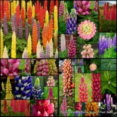 Russell Lupine x 1 Flowering Wildflower Cottage Garden Plants Lupinus polyphyllus Border Container Pots Wild Flower Lupin