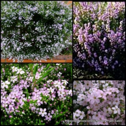 Diosma Pink Dwarf x 1 Plants Shrubs Garden Hedge Scented Flowering Plants Hardy Frost Border Hedging Coleonema pulchrum compactum