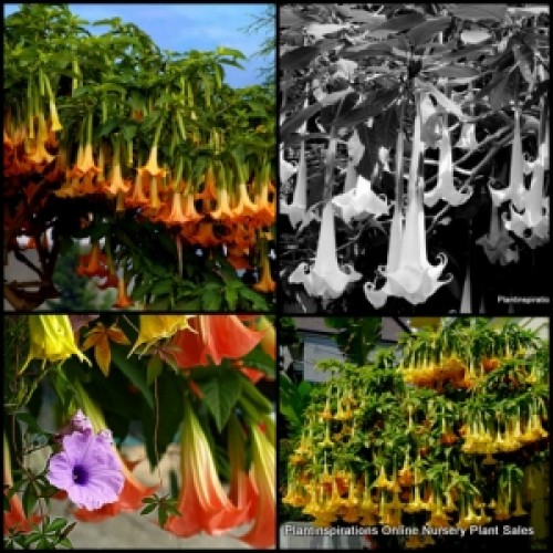 Datura Orange x 1 Plant Trumpet Flowers Angels Trumpet candida Tall Shrub Small Trees Hardy Plants Brugmansia sanguinea